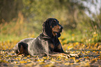 Coonhound