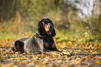 Coonhound