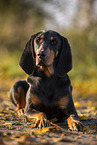 Coonhound