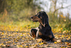 Coonhound