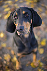 Coonhound