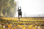 Coonhound