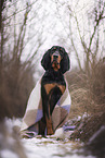 Coonhound im Schnee
