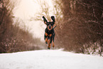 Black and Tan Coonhound im Winter