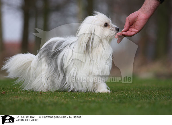 Coton de Tulear / Coton de Tulear / CR-01152