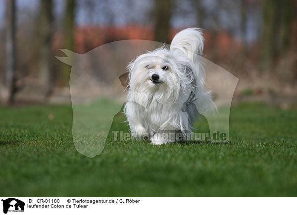 laufender Coton de Tulear / walking Coton de Tulear / CR-01180