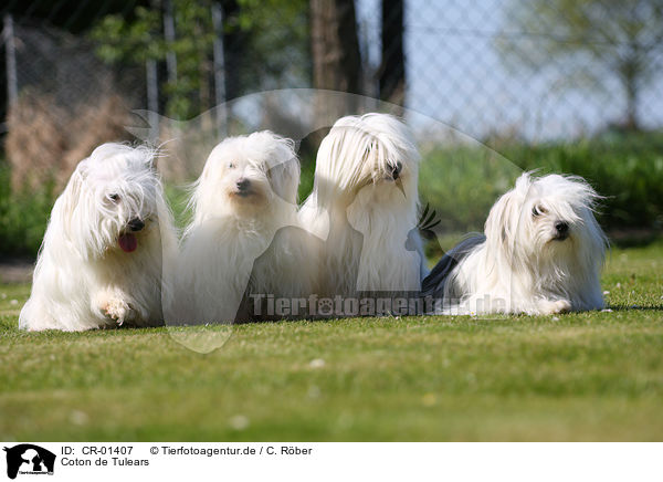 Coton de Tulears / Coton de Tulears / CR-01407