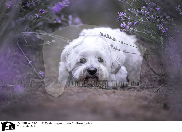 Coton de Tulear / Coton de Tulear / IFE-01970