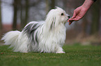 Coton de Tulear