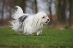 laufender Coton de Tulear