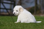 Coton de Tulear Welpe