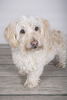 Coton de Tulear