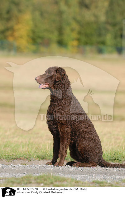 sitzender Curly Coated Retriever / MR-03270