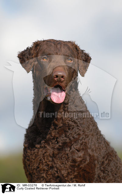 Curly Coated Retriever Portrait / MR-03276