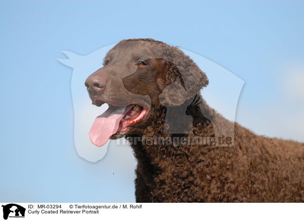 Curly Coated Retriever Portrait / Curly Coated Retriever Portrait / MR-03294