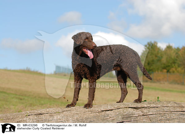 stehender Curly Coated Retriever / MR-03296