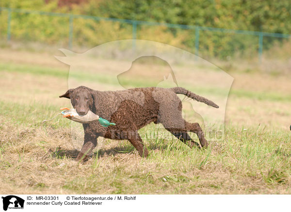 rennender Curly Coated Retriever / MR-03301