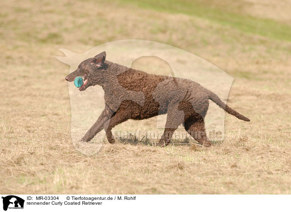 rennender Curly Coated Retriever / MR-03304