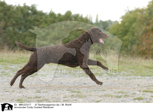 rennender Curly Coated Retriever / running Curly Coated Retriever / MR-03317