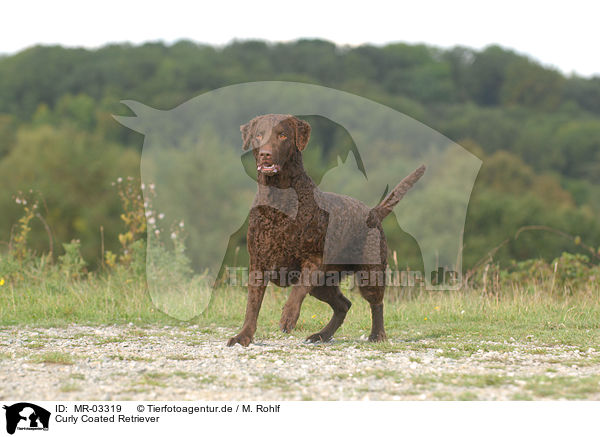 Curly Coated Retriever / MR-03319