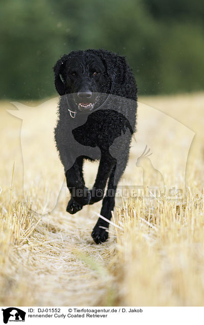 rennender Curly Coated Retriever / DJ-01552