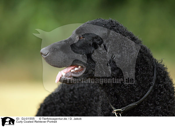 Curly Coated Retriever Portrait / DJ-01555