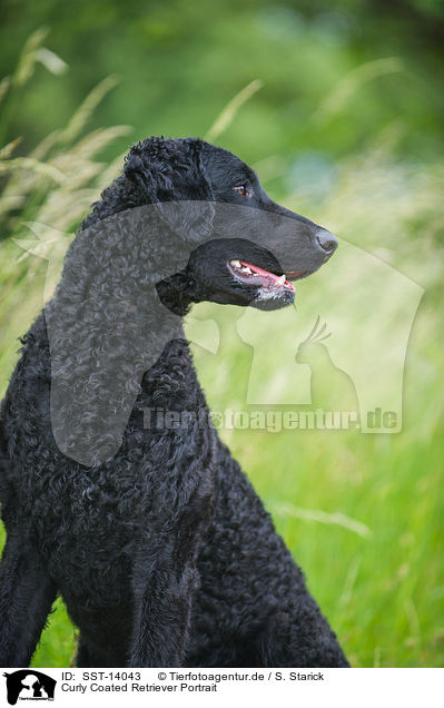 Curly Coated Retriever Portrait / SST-14043