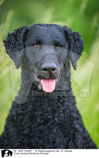 Curly Coated Retriever Portrait / SST-14045