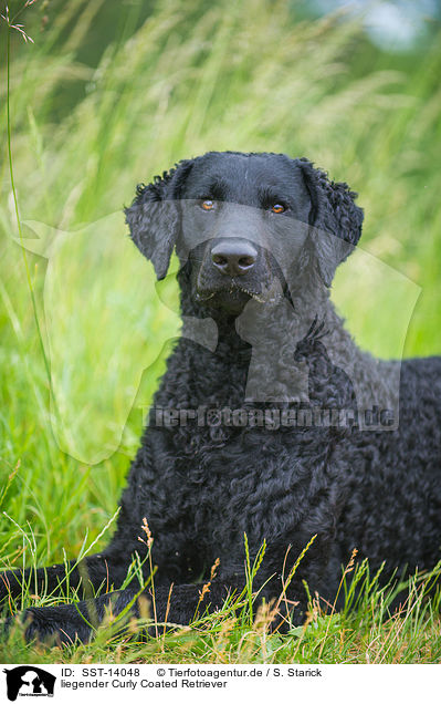 liegender Curly Coated Retriever / SST-14048