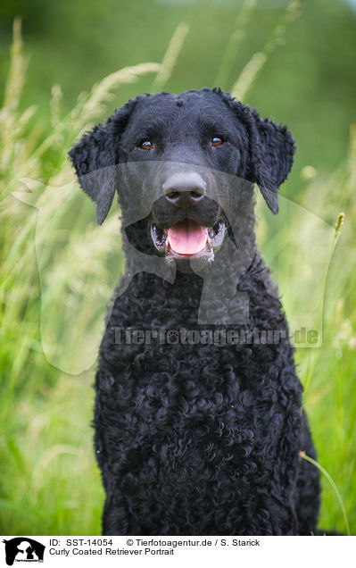 Curly Coated Retriever Portrait / SST-14054