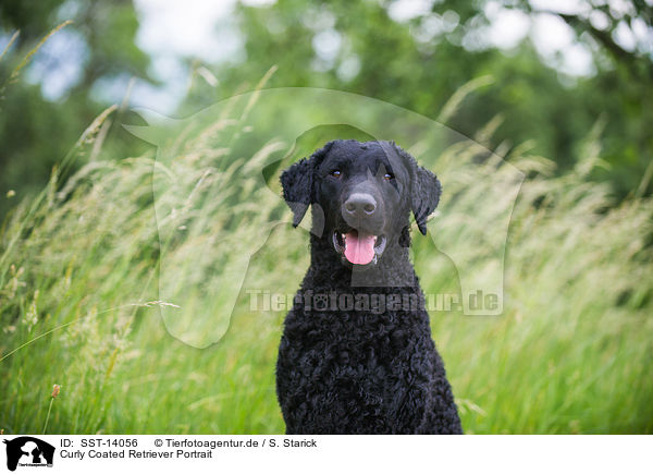 Curly Coated Retriever Portrait / SST-14056
