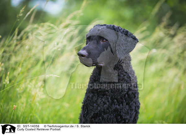 Curly Coated Retriever Portrait / SST-14058