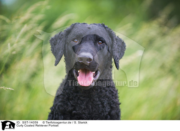 Curly Coated Retriever Portrait / SST-14059