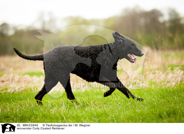 rennender Curly Coated Retriever / MW-03949