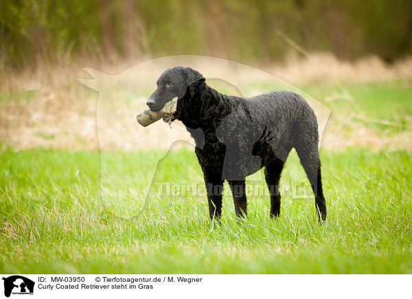 Curly Coated Retriever steht im Gras / MW-03950