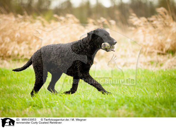 rennender Curly Coated Retriever / MW-03953