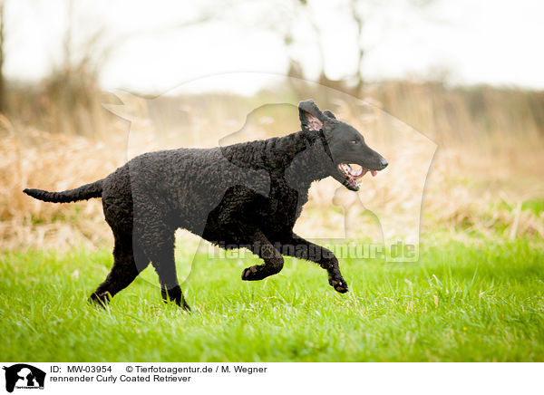 rennender Curly Coated Retriever / running Curly Coated Retriever / MW-03954