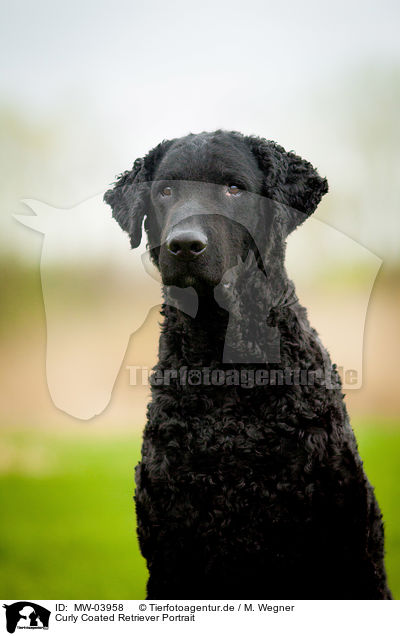Curly Coated Retriever Portrait / MW-03958