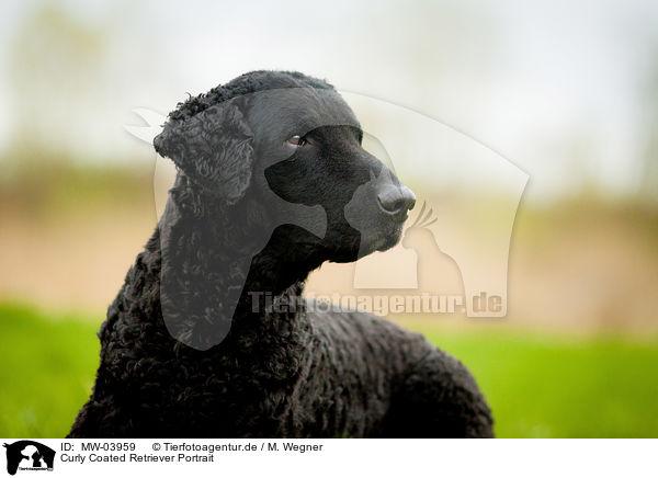 Curly Coated Retriever Portrait / Curly Coated Retriever Portrait / MW-03959