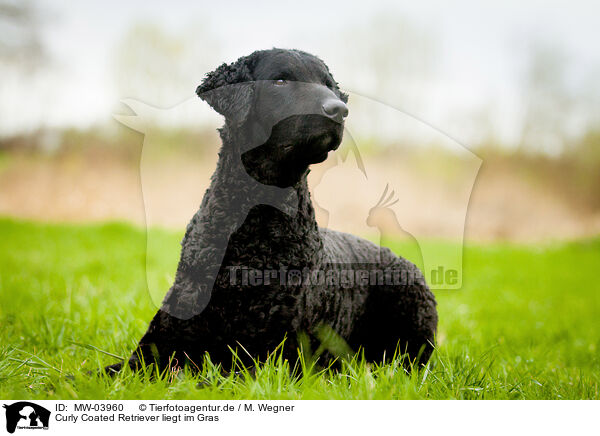 Curly Coated Retriever liegt im Gras / Curly Coated Retriever lies in the grass / MW-03960