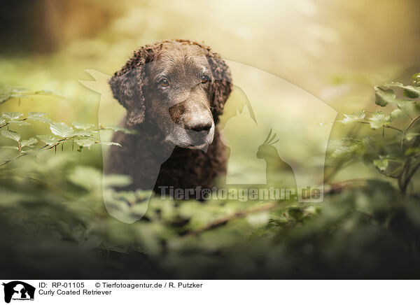 Curly Coated Retriever / Curly Coated Retriever / RP-01105