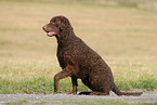 sitzender Curly Coated Retriever