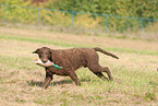 rennender Curly Coated Retriever