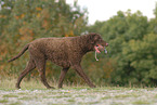 Curly Coated Retriever