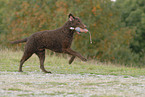 rennender Curly Coated Retriever