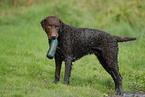 stehender Curly Coated Retriever