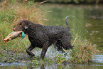 Curly Coated Retriever