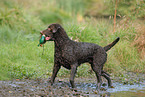 Curly Coated Retriever