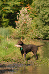 stehender Curly Coated Retriever