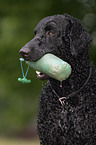 Curly Coated Retriever Portrait